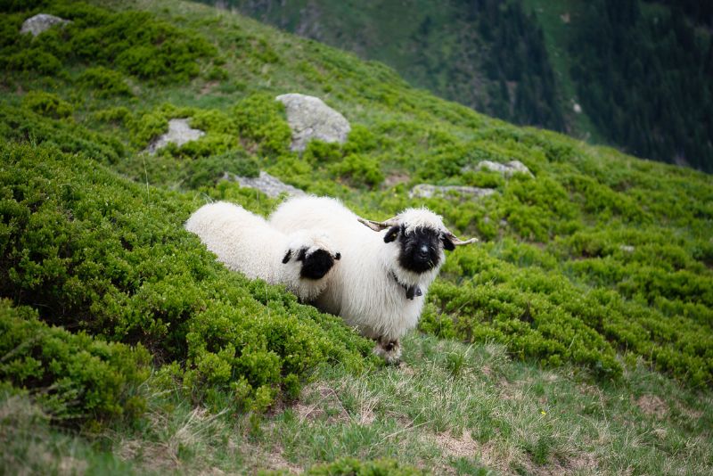 The world’s cutest sheep breed? Meet the Valais Blacknose