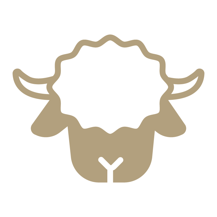 Blacknose sheep
