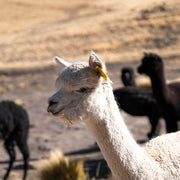 Alpaca Beret