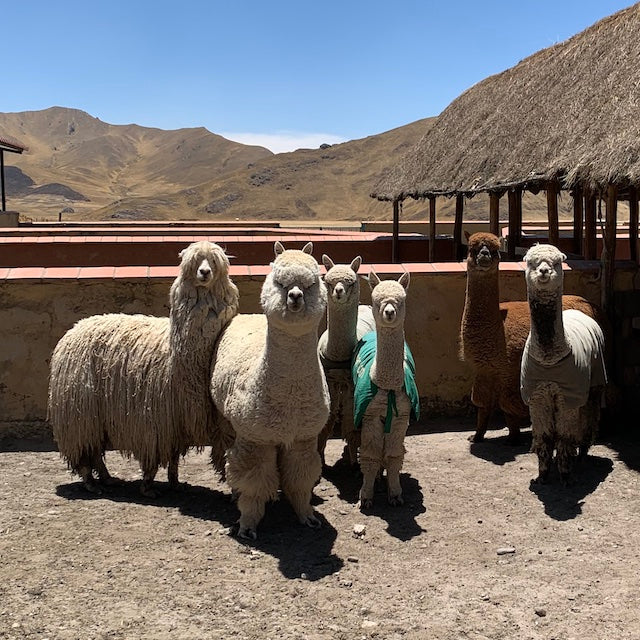 Alpaca Infinity Scarf - Brown