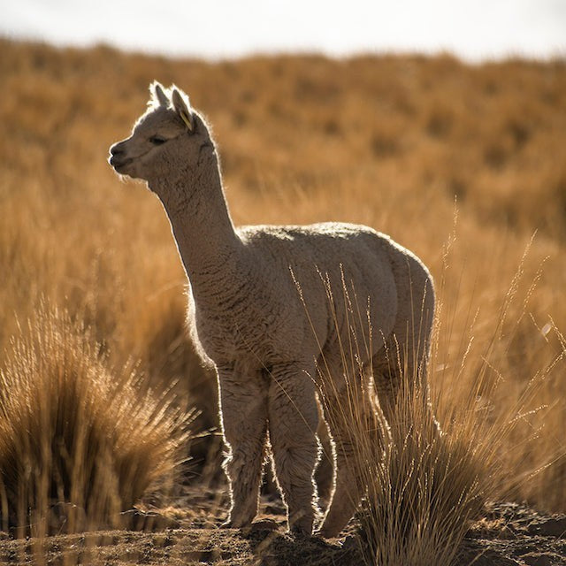A camel-colored alpaca standing in a sunlit field, representing the sustainable wool used in Baabuk gloves.