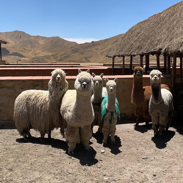 Group of alpacas in a Peruvian enclosure, source of Baabuk sustainable baby alpaca wool for winter scarves.