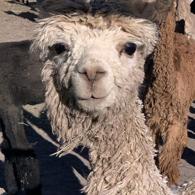 A friendly camel-colored alpaca in a field, representing the sustainable wool source for Baabuk winter accessories.
