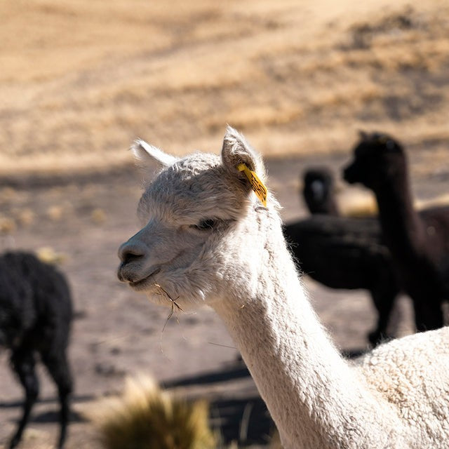 White alpaca in a field, source of sustainable baby alpaca wool for Baabuk winter accessories.
